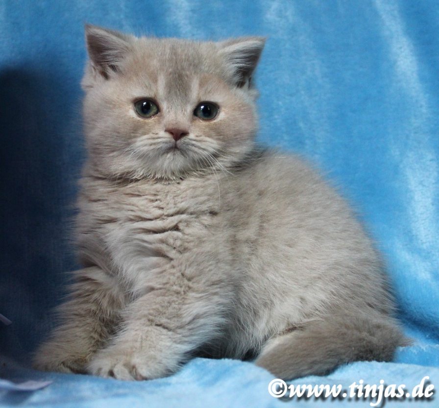 BKH Kitten fawn golden torbie ticked</A>